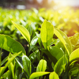 我們的服務(wù)優(yōu)勢(shì)